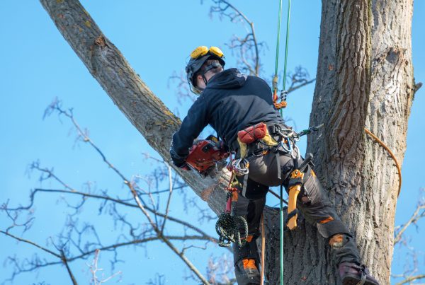 Baumfällung Berlin, Baum fällen im Garten